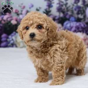 Duke, Bich-Poo Puppy